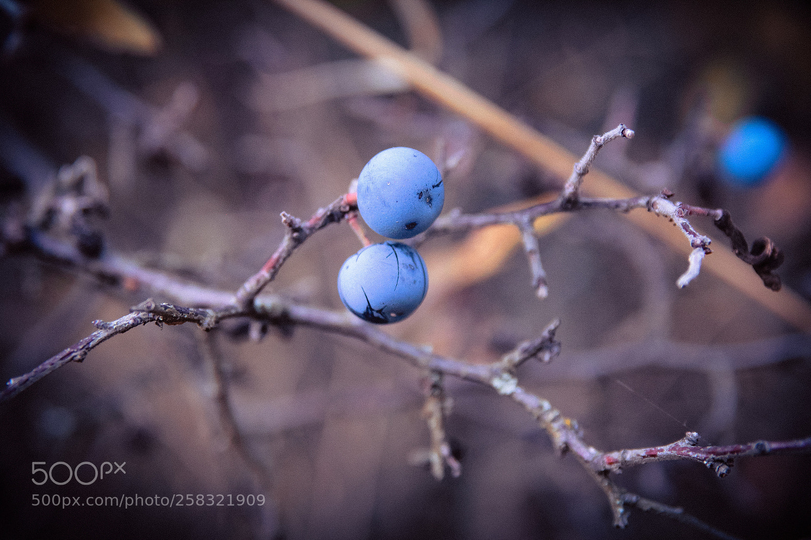 Canon EOS 600D (Rebel EOS T3i / EOS Kiss X5) sample photo. Wild berry photography