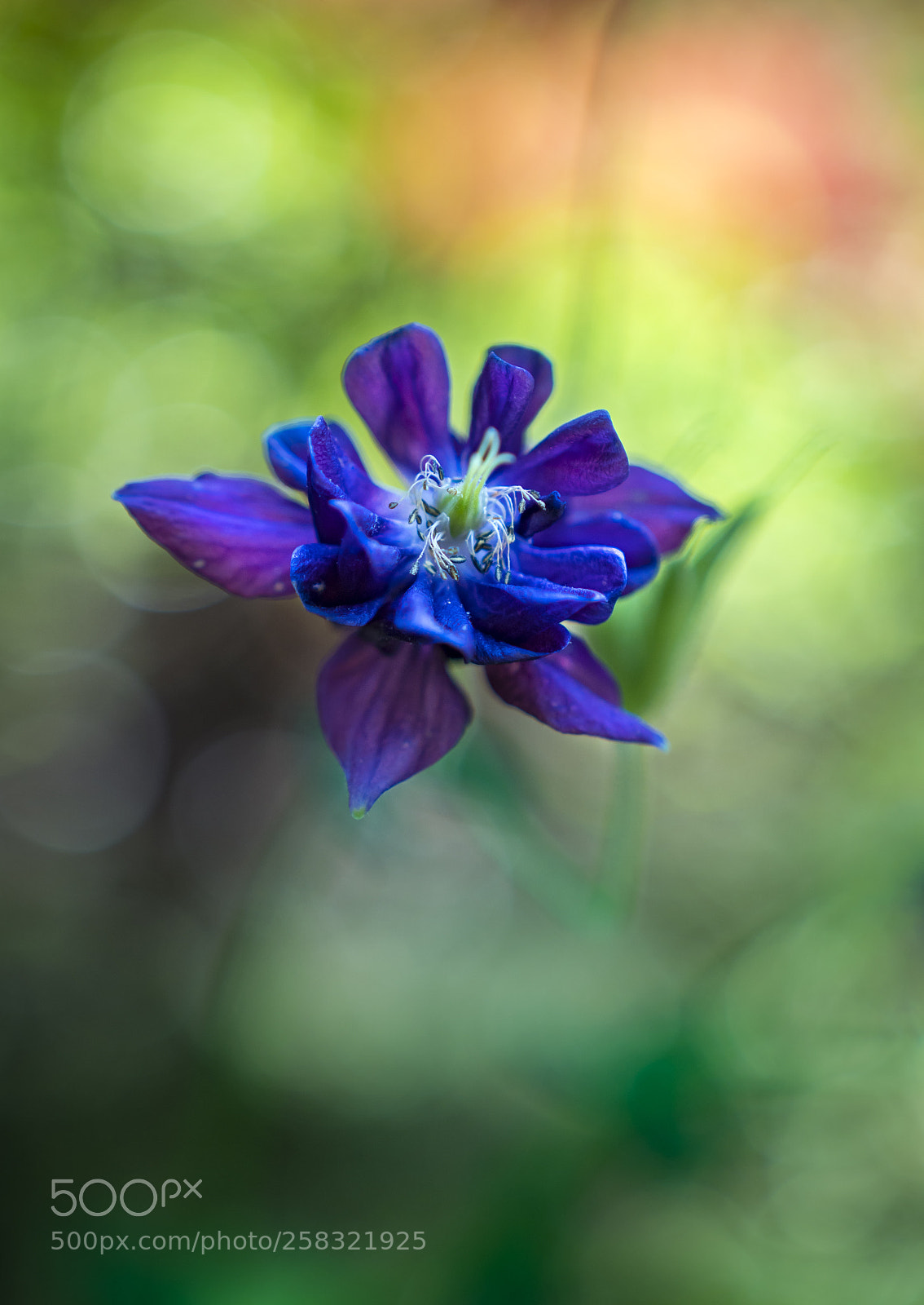 Sony a6300 sample photo. Aquilegia photography