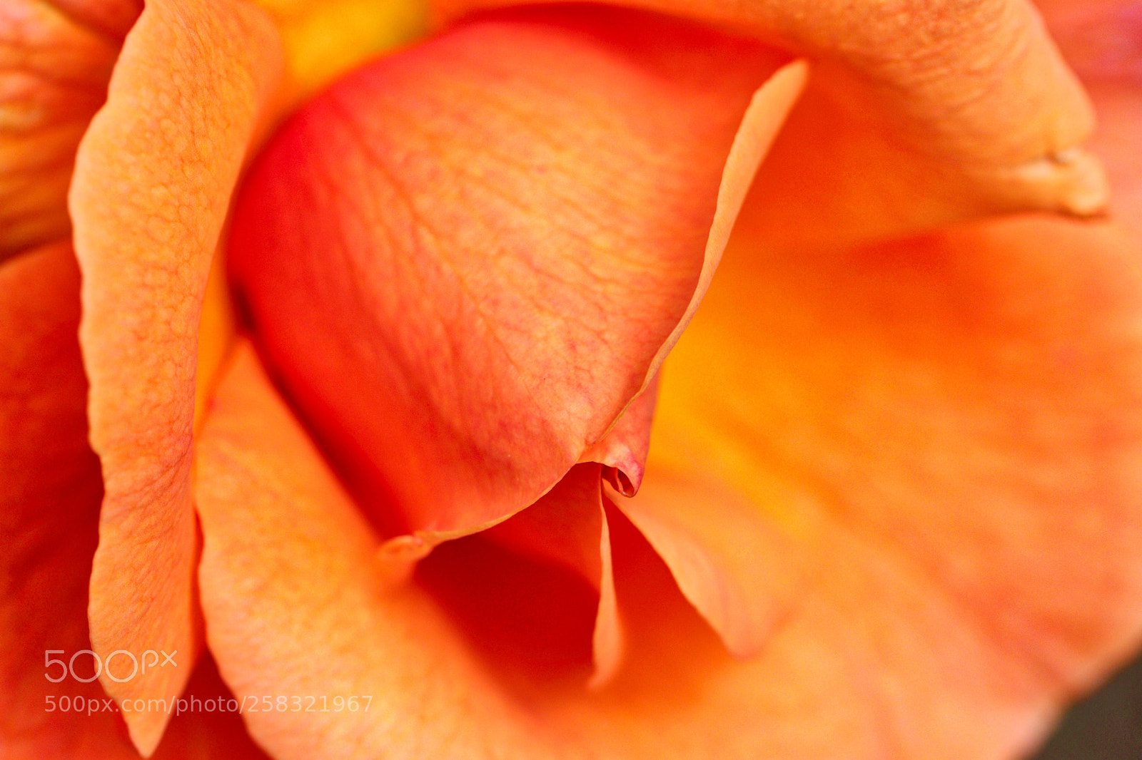 Canon EOS 77D (EOS 9000D / EOS 770D) sample photo. Full frontal rose photography
