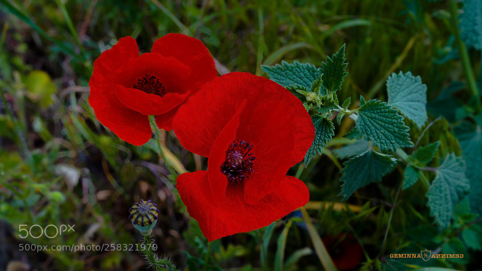 Sony SLT-A58 sample photo. Wild secret photography