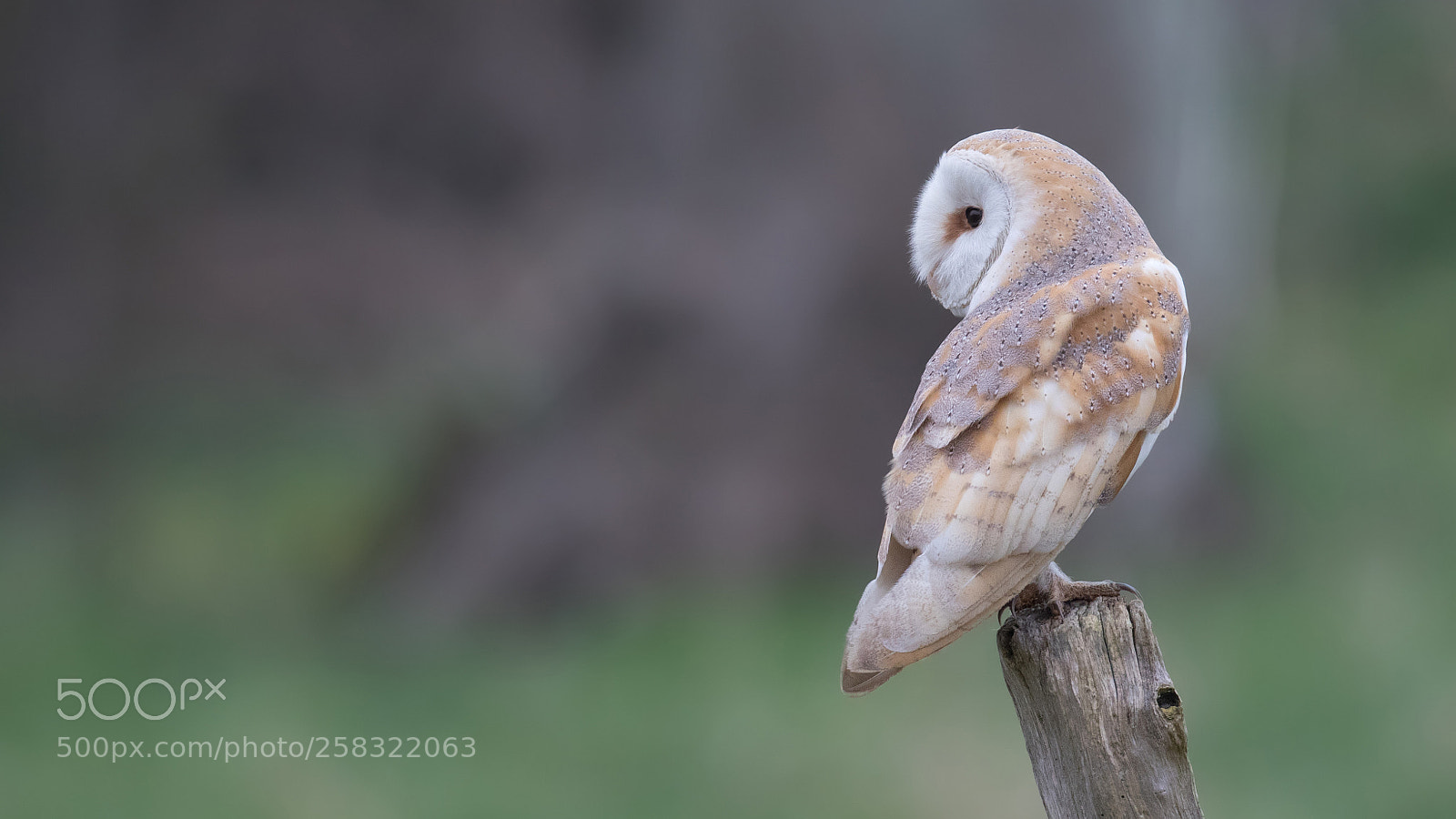 Canon EOS 7D Mark II sample photo. Barn owl photography