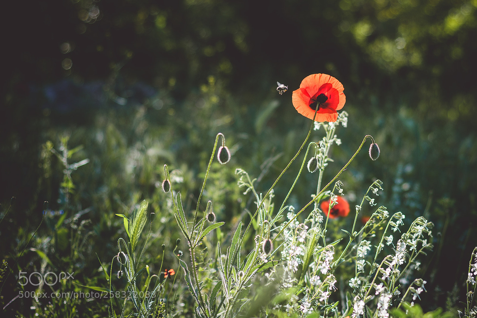 Nikon D7100 sample photo. Corn poppy photography