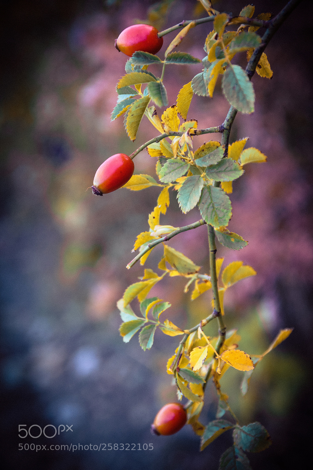 Canon EOS 600D (Rebel EOS T3i / EOS Kiss X5) sample photo. Wildrose branch photography