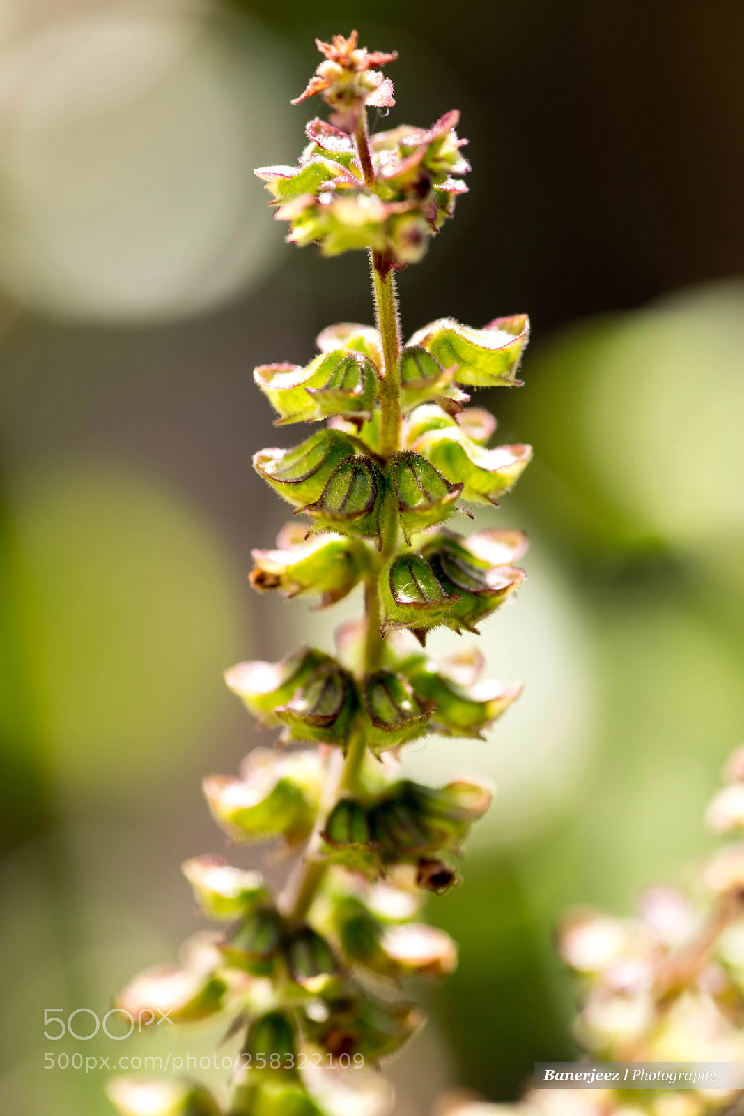 Nikon D810 sample photo. Cb8_6300-2.jpg photography
