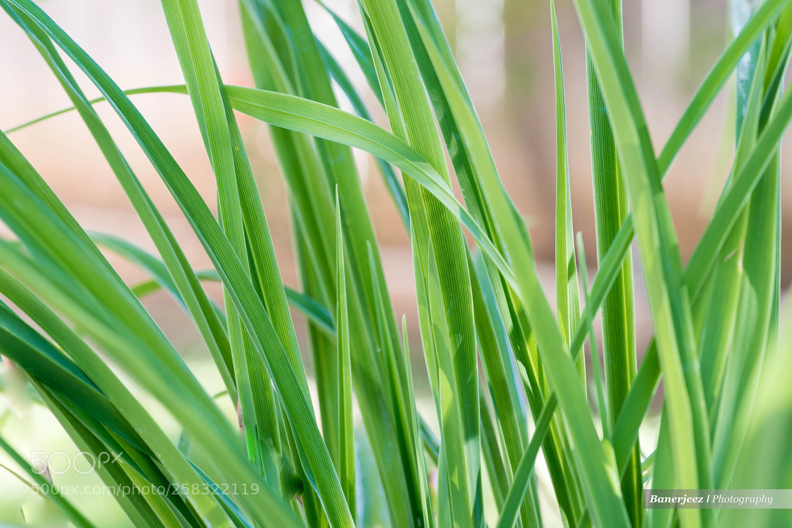 Nikon D810 sample photo. Cb8_6304-2.jpg photography