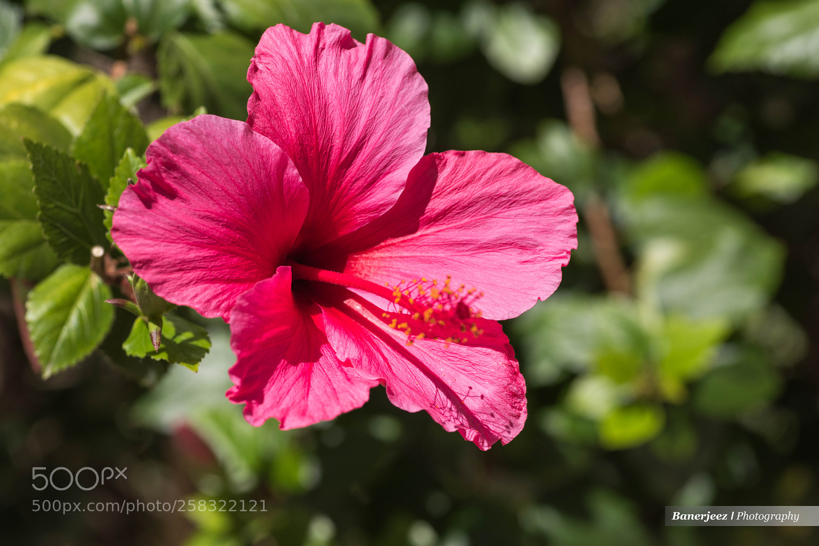 Nikon D810 sample photo. Cb8_6314-2.jpg photography