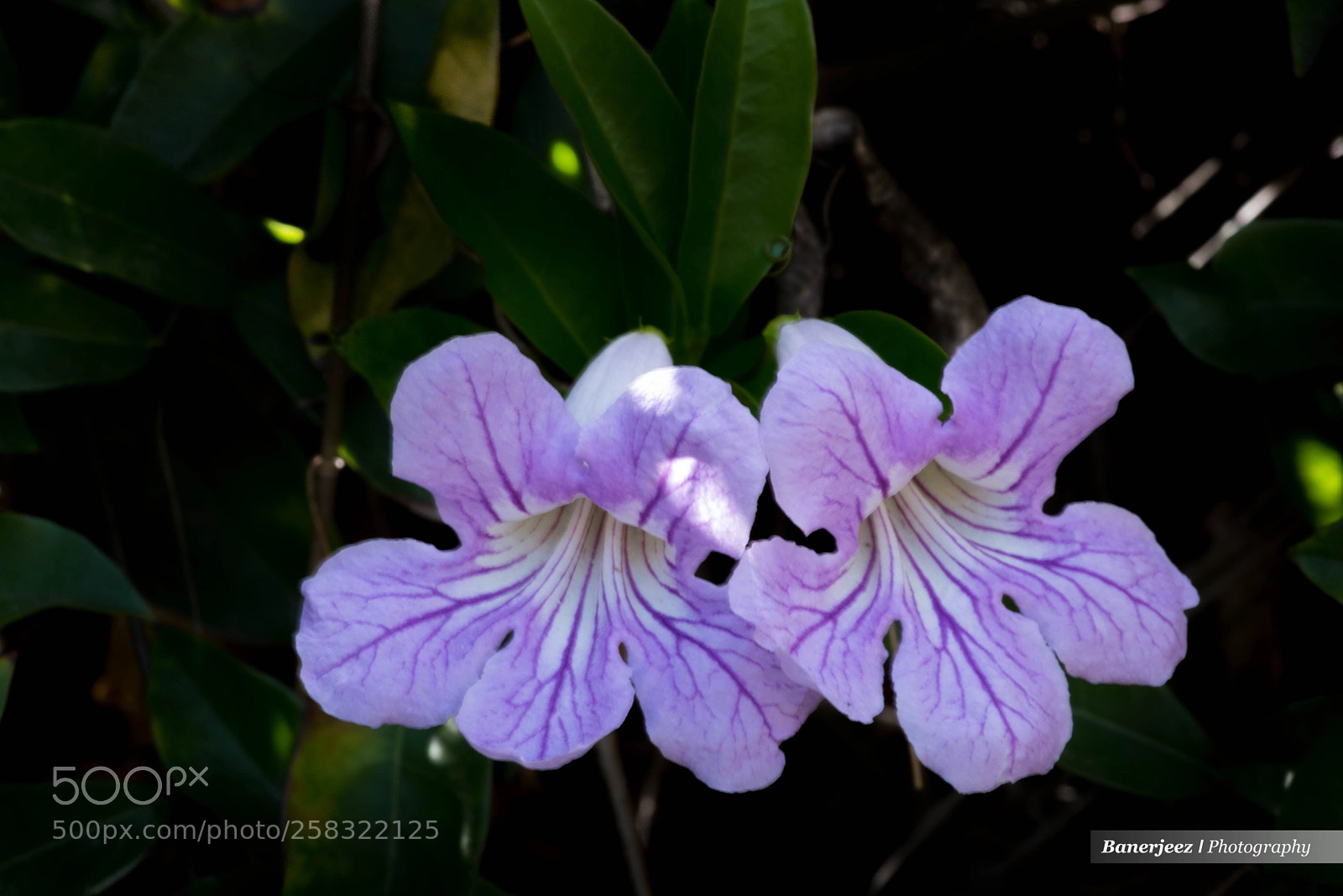 Nikon D810 sample photo. Cb8_6276-2.jpg photography