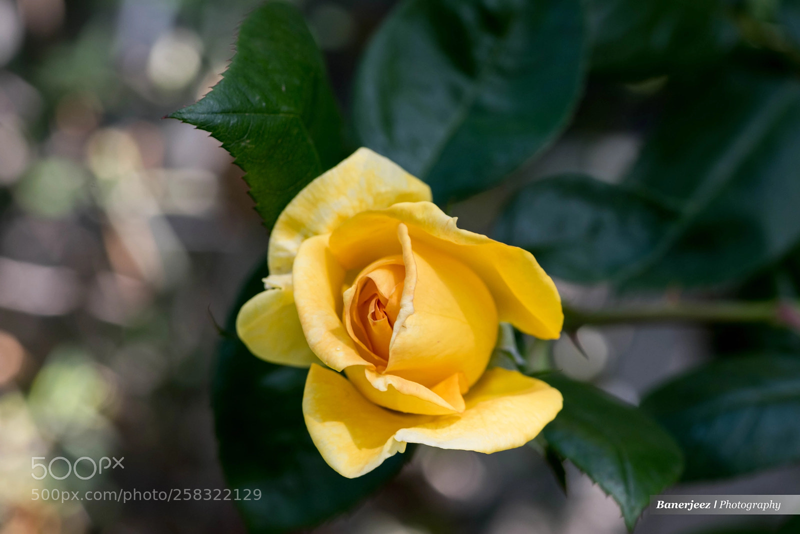 Nikon D810 sample photo. Cb8_6280-2.jpg photography