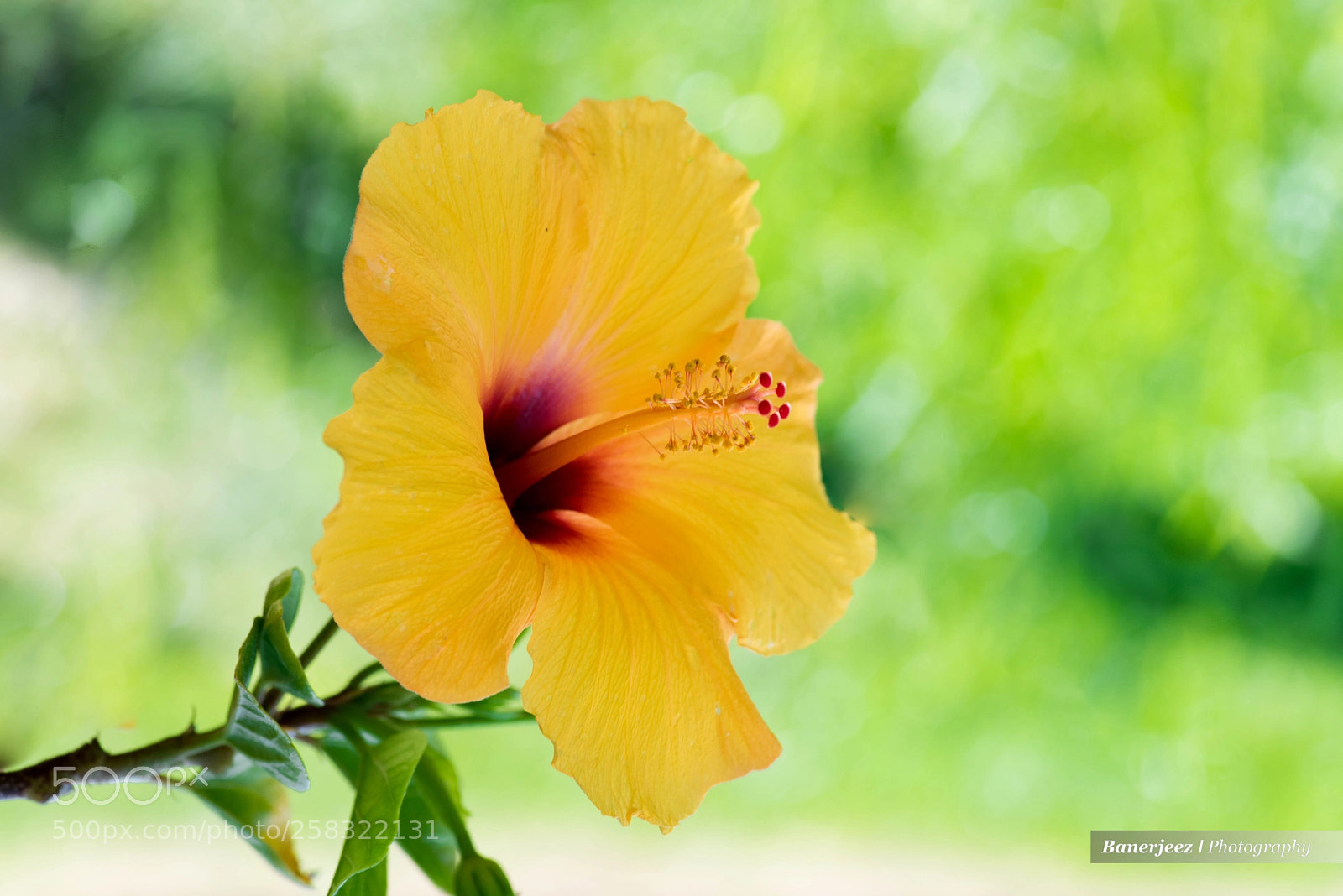 Nikon D810 sample photo. Cb8_6245-2.jpg photography