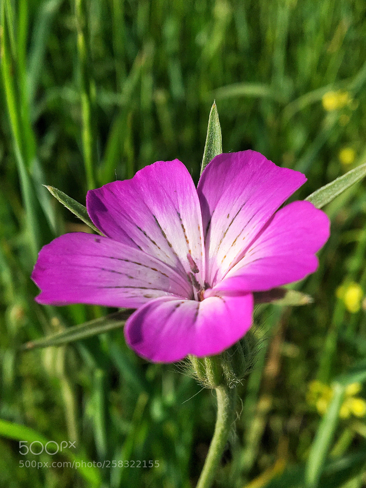 Apple iPhone 6s sample photo. Untitled photography