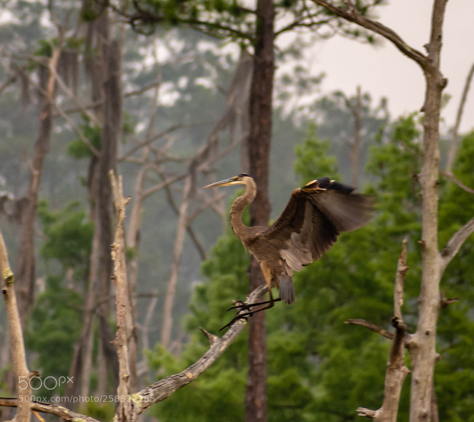 Nikon D7200 sample photo. Ready for landing photography