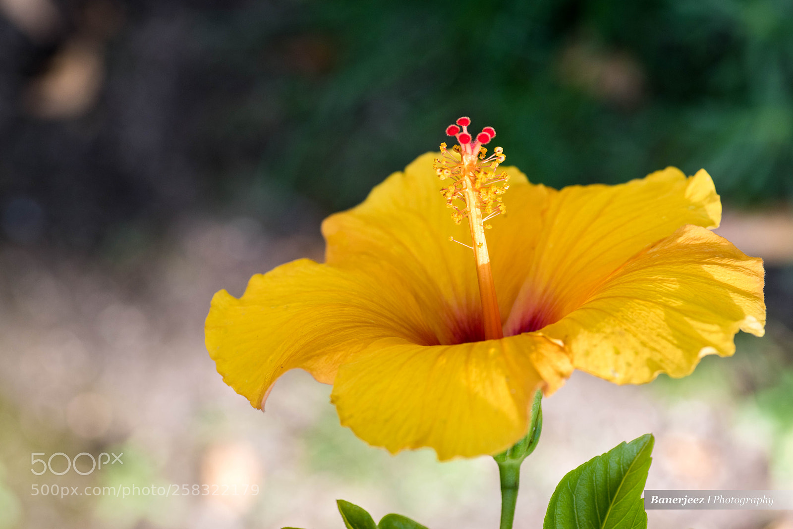 Nikon D810 sample photo. Cb8_6238-2.jpg photography