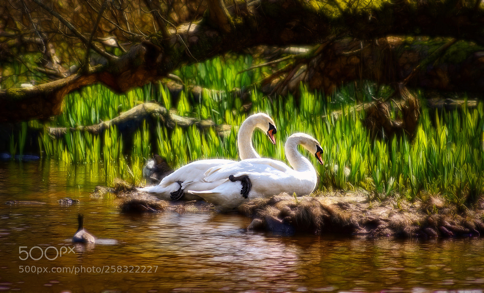 Sony SLT-A77 sample photo. Trumpeter swans photography