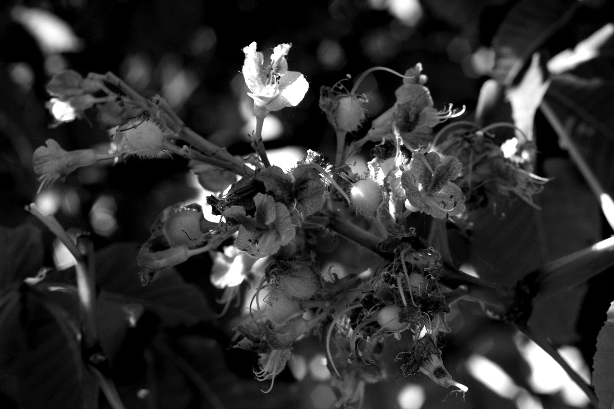 Canon EOS 40D sample photo. The intricacies of spring photography
