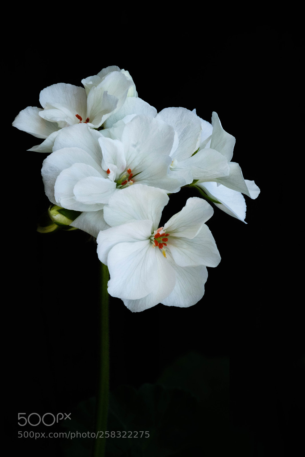 Fujifilm X-T2 sample photo. Pelargon photography