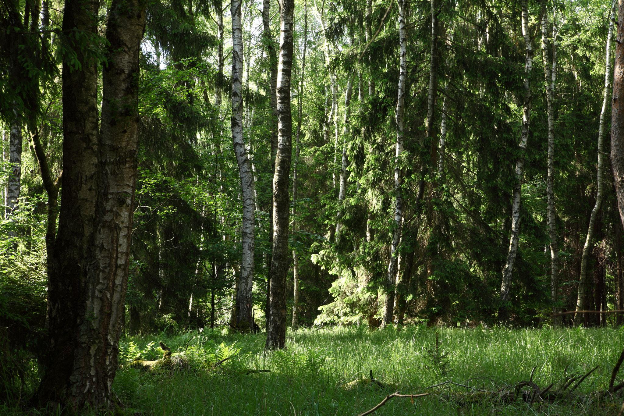 Canon EOS 5D Mark II sample photo. Birch trees photography