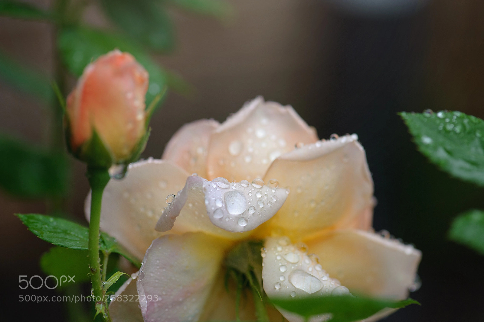 Nikon D700 sample photo. Raindrops photography