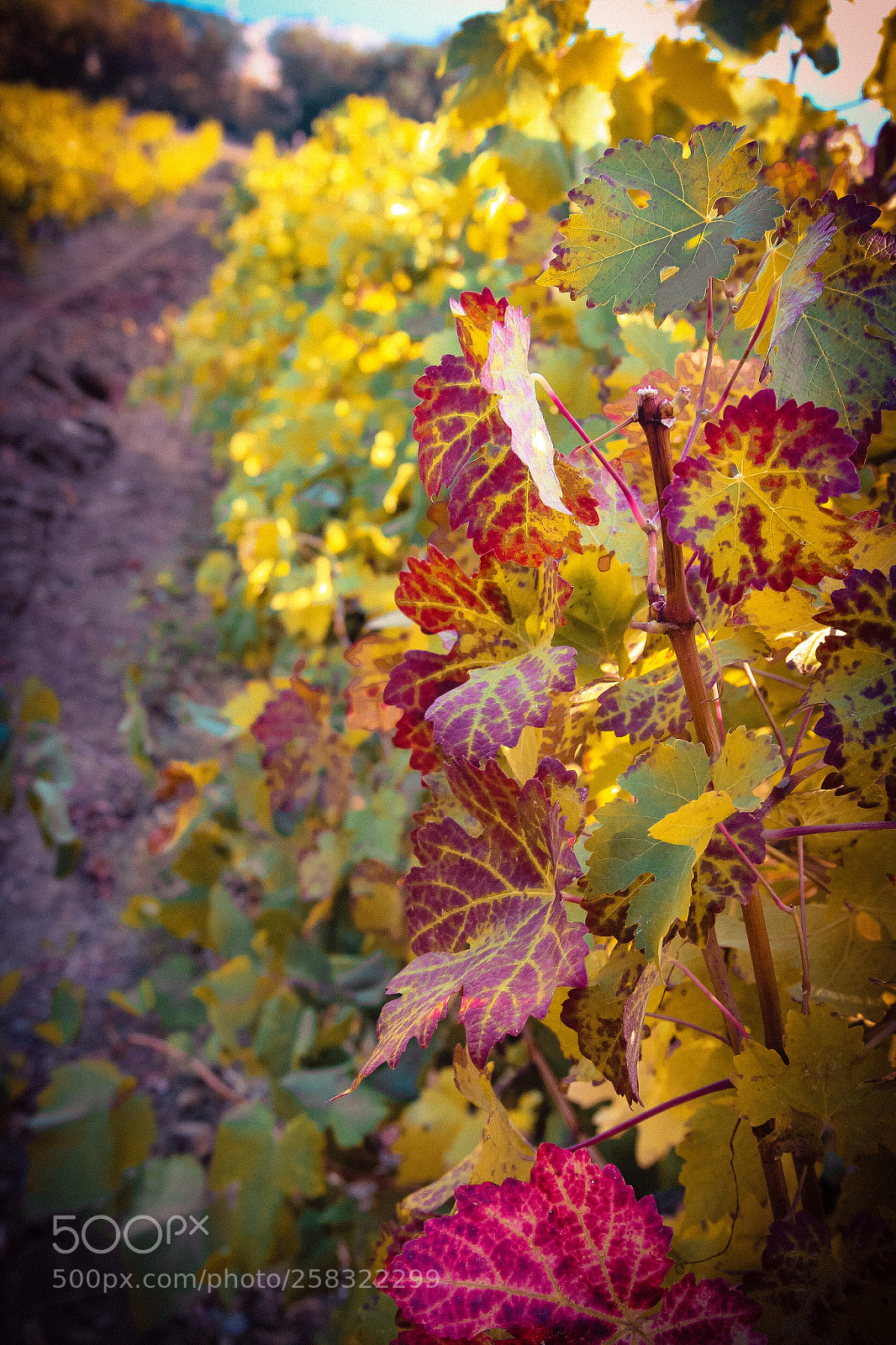 Canon EOS 600D (Rebel EOS T3i / EOS Kiss X5) sample photo. Autumn vineyard photography