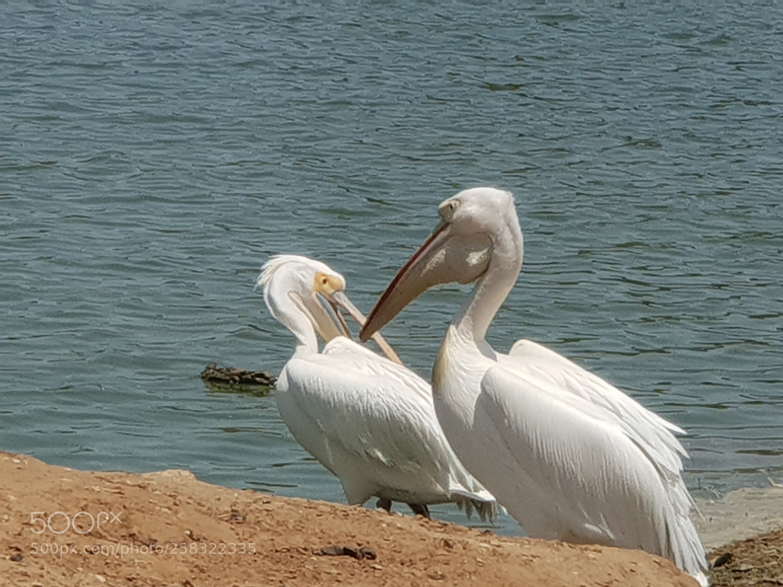 Samsung Galaxy S9+ sample photo. Untitled photography