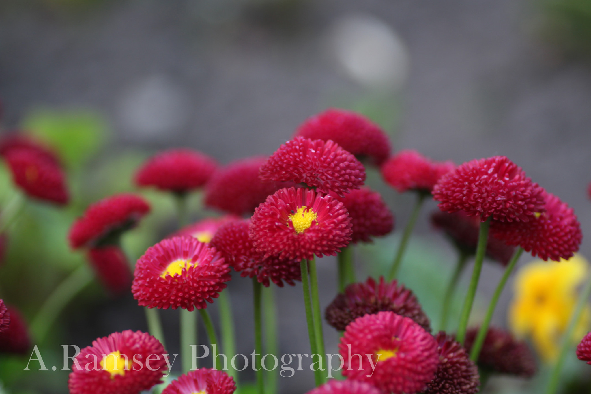 Canon EOS 700D (EOS Rebel T5i / EOS Kiss X7i) sample photo. Flowers in lichfield photography