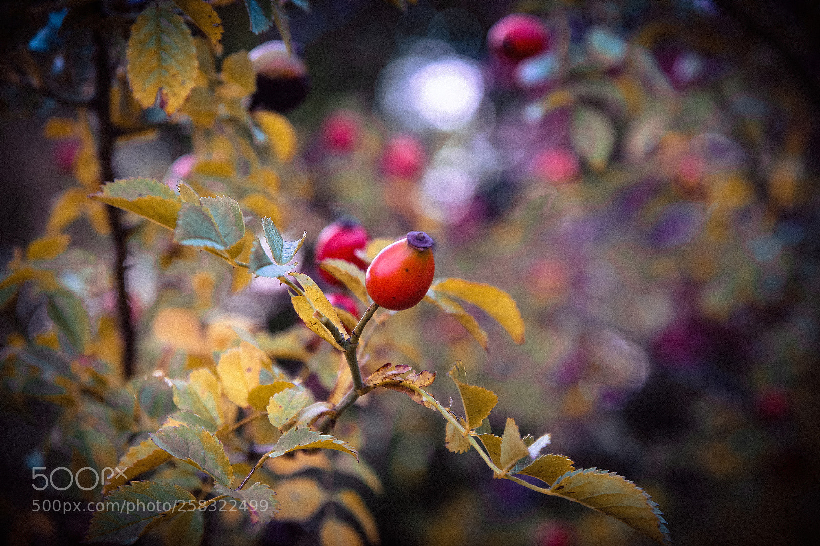 Canon EOS 600D (Rebel EOS T3i / EOS Kiss X5) sample photo. Autumn harvest photography