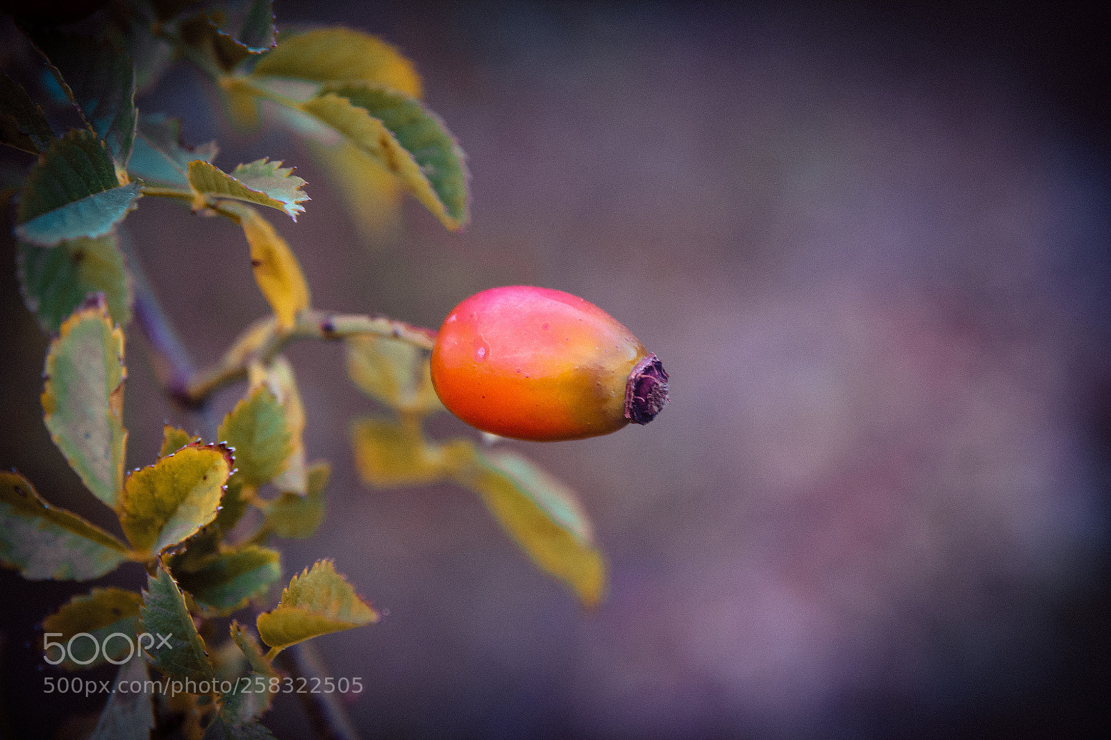 Canon EOS 600D (Rebel EOS T3i / EOS Kiss X5) sample photo. Autumn harvest photography