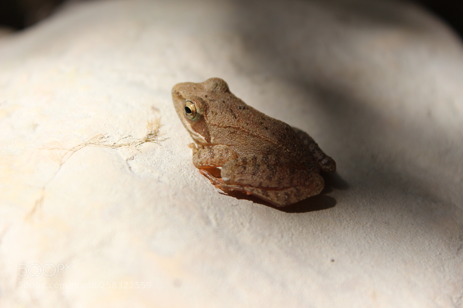 Canon EOS 600D (Rebel EOS T3i / EOS Kiss X5) sample photo. Little frog photography