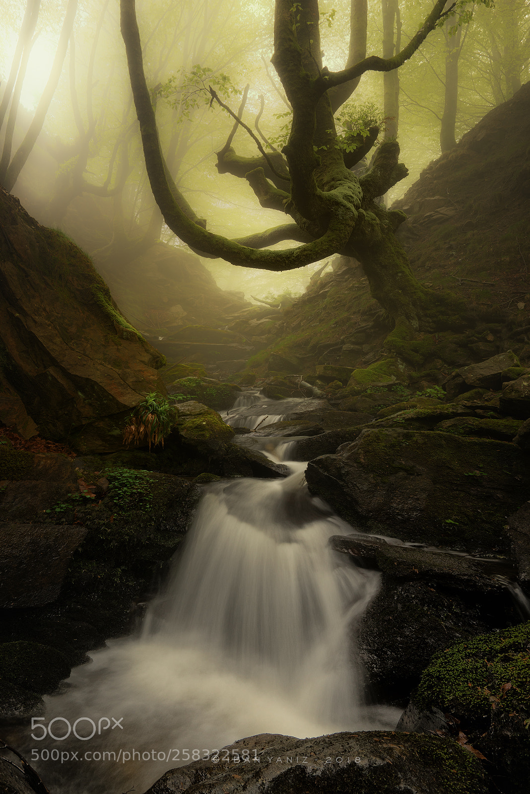 Sony a7R sample photo. The misty gorge photography