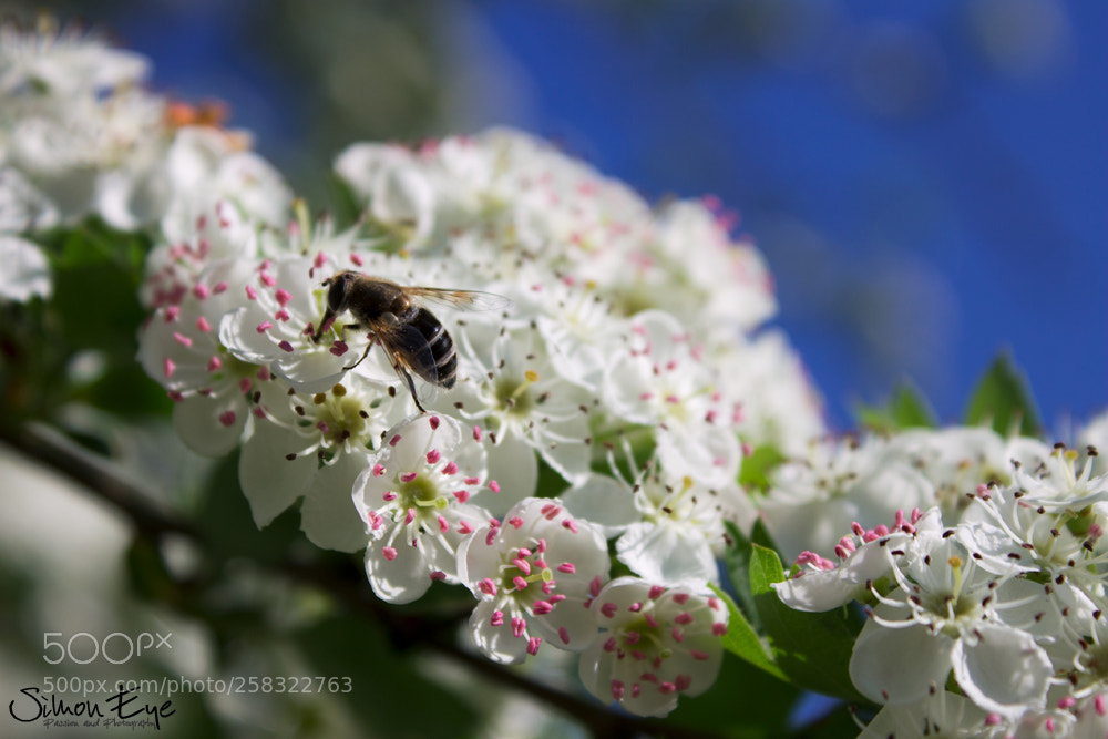 Canon EOS 1100D (EOS Rebel T3 / EOS Kiss X50) sample photo. Bee the life photography