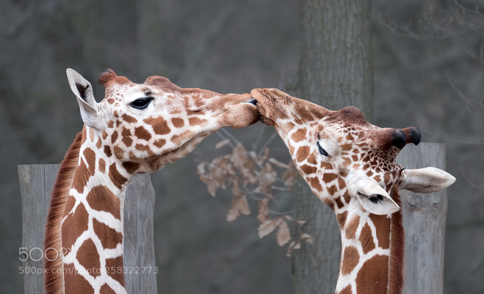 Fujifilm X-T2 sample photo. Giraffe photography
