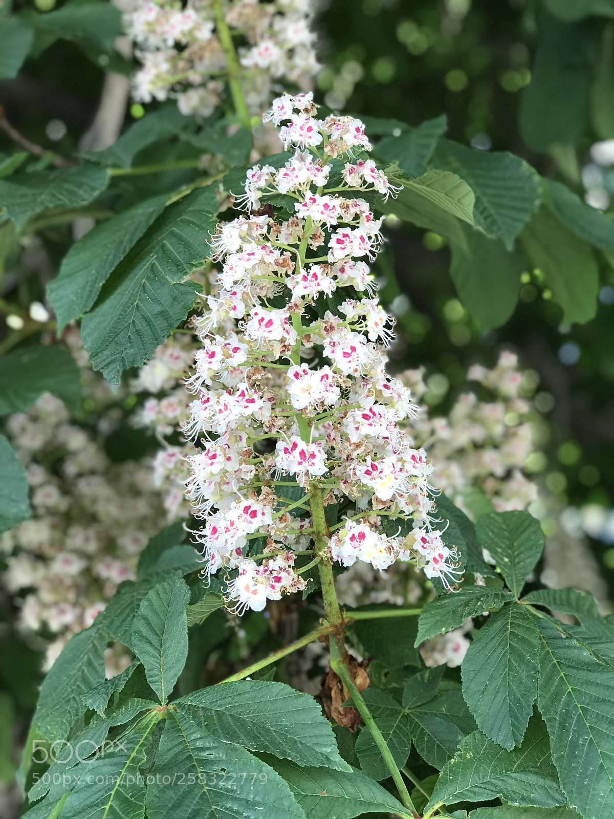 Apple iPhone 7 Plus sample photo. Buckeye blossoming delight photography
