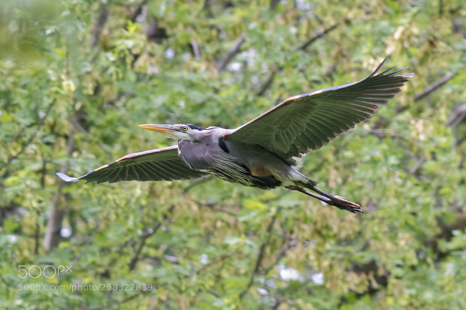 Nikon D500 sample photo. Dxo photography