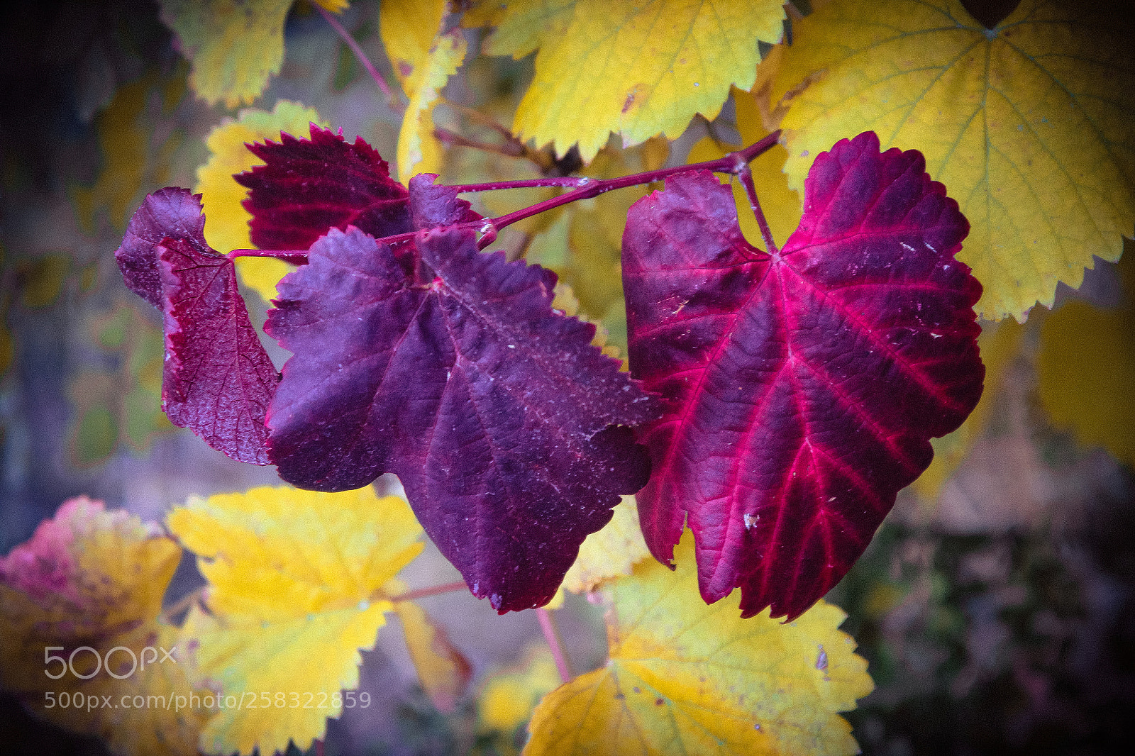 Canon EOS 600D (Rebel EOS T3i / EOS Kiss X5) sample photo. Purple leaves photography