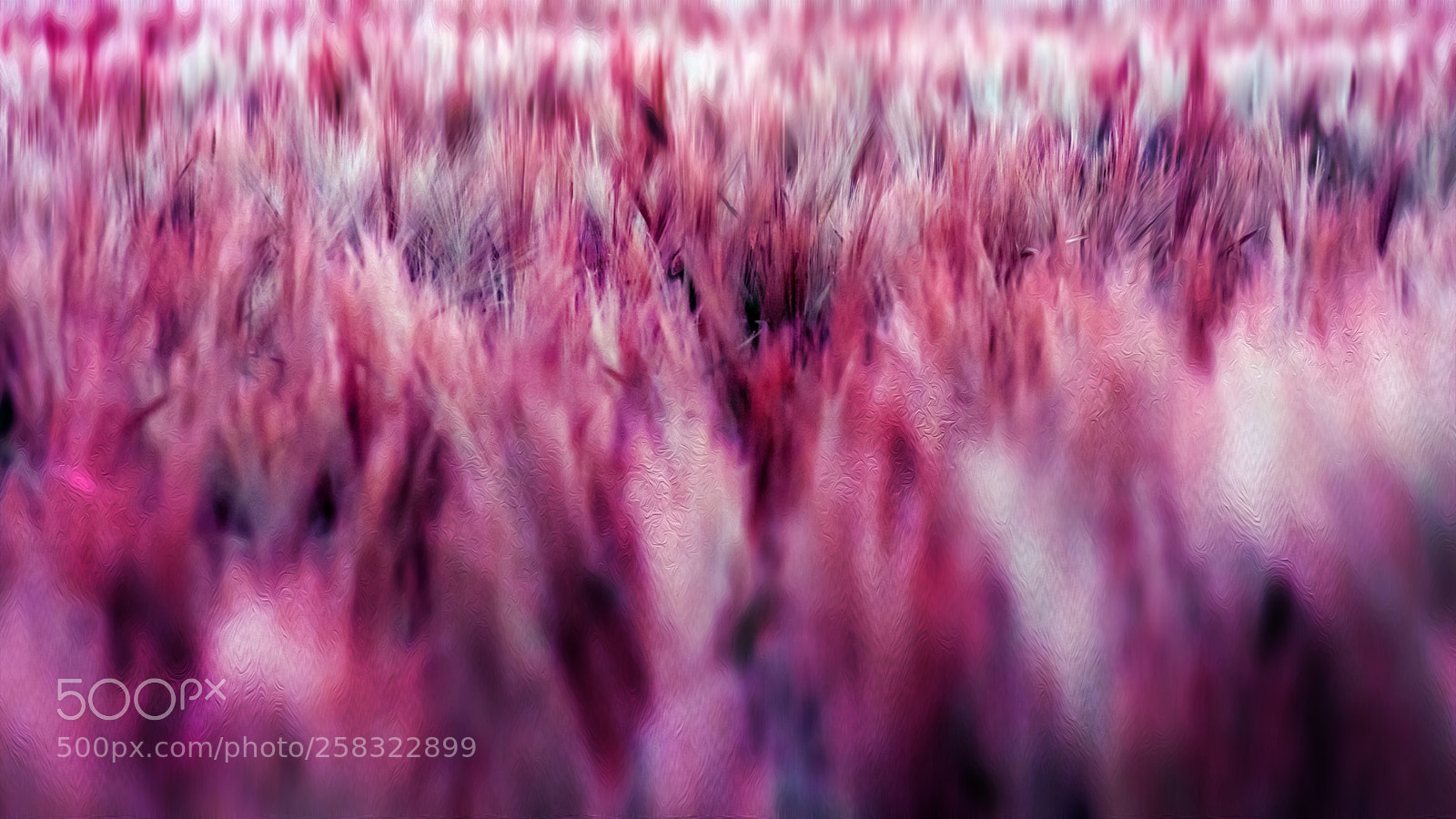 Canon EOS 6D Mark II sample photo. Ceral pink photography