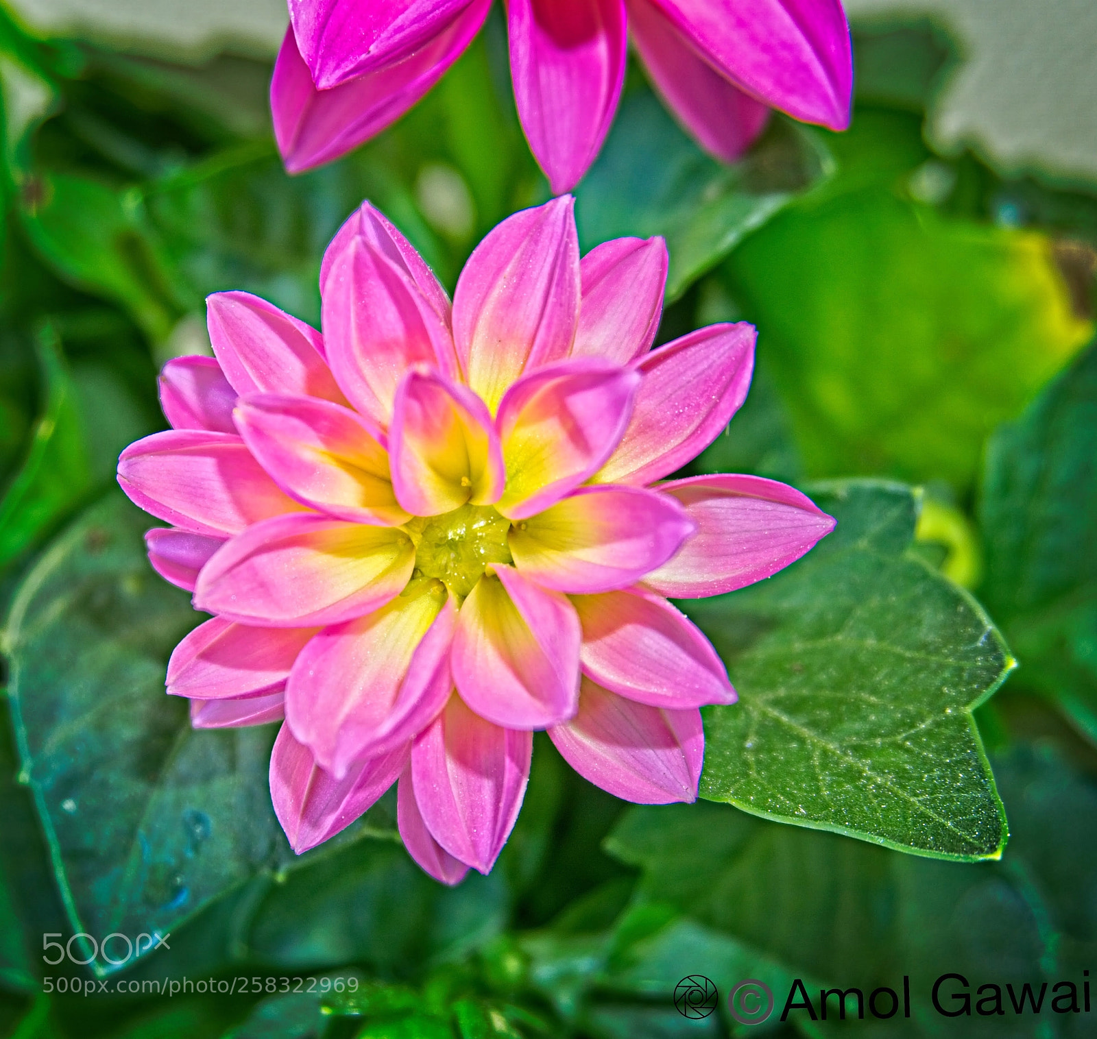 Sony a6000 sample photo. The young one photography