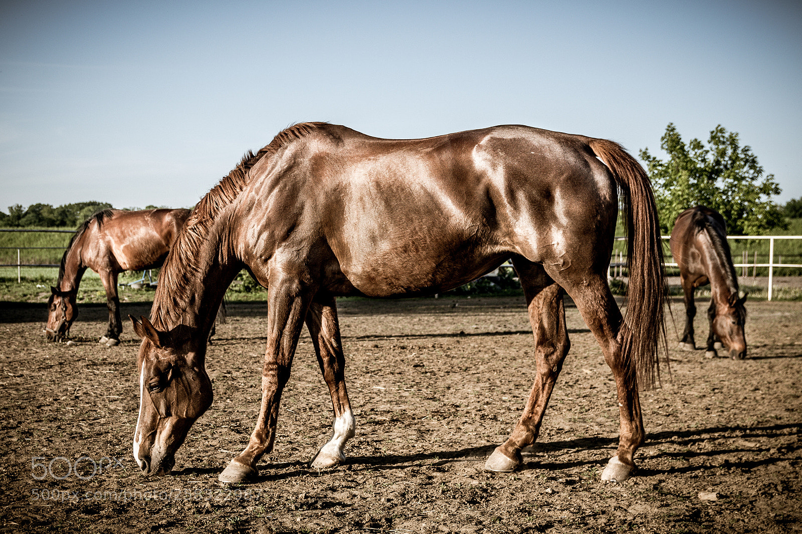 Pentax K-S2 sample photo. Horses photography