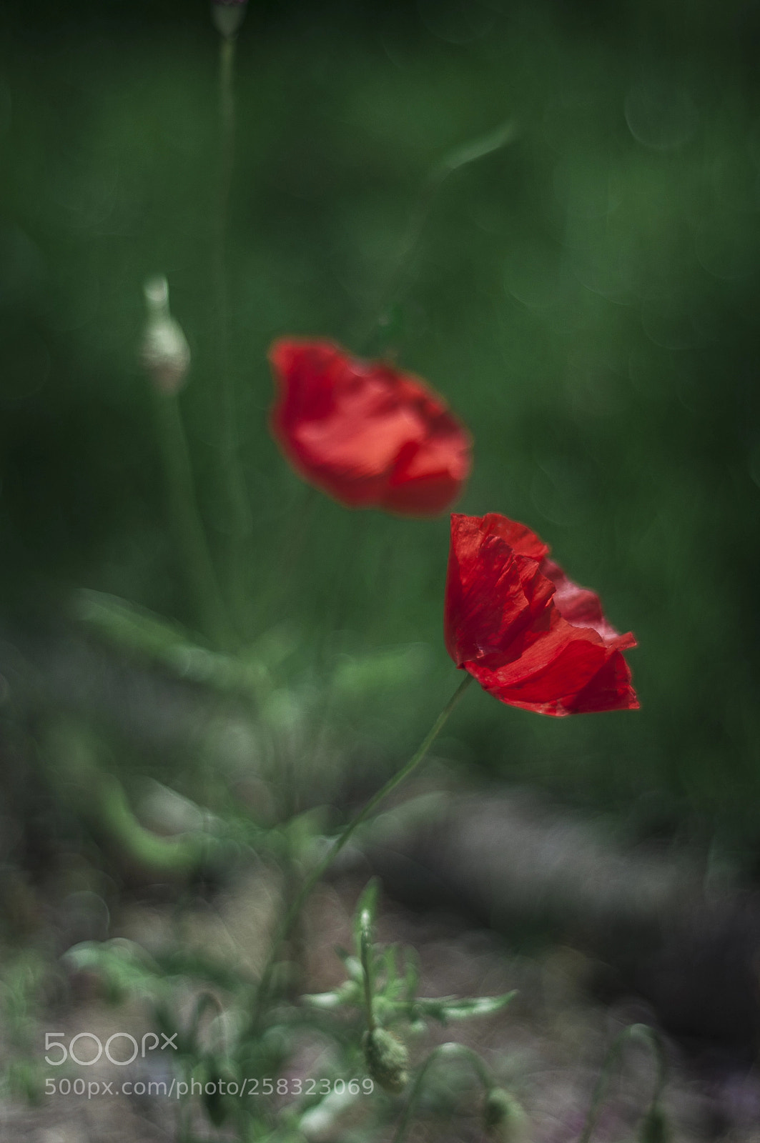 Nikon D90 sample photo. Poppy photography