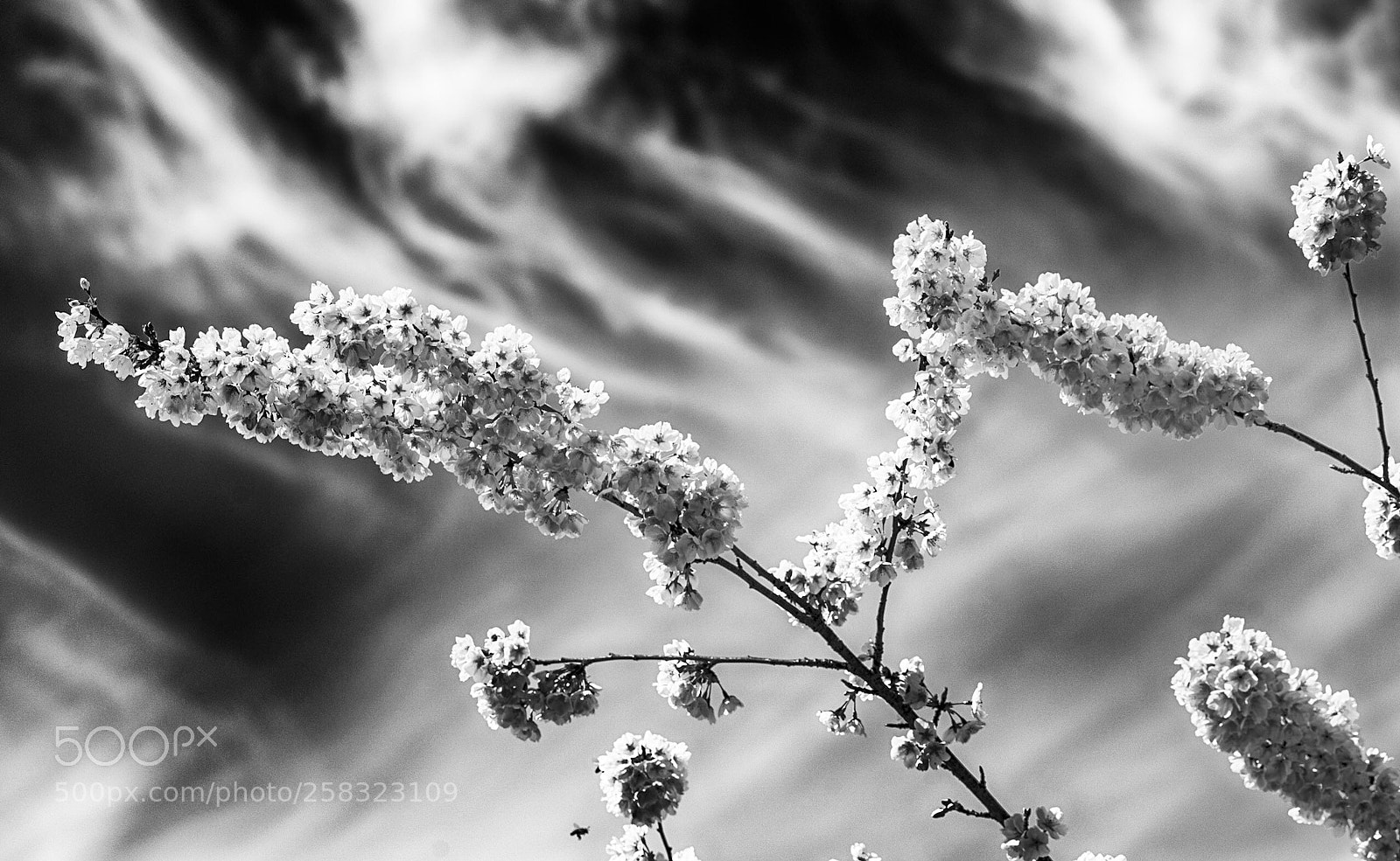 Sony a7R II sample photo. Spring in b&w photography