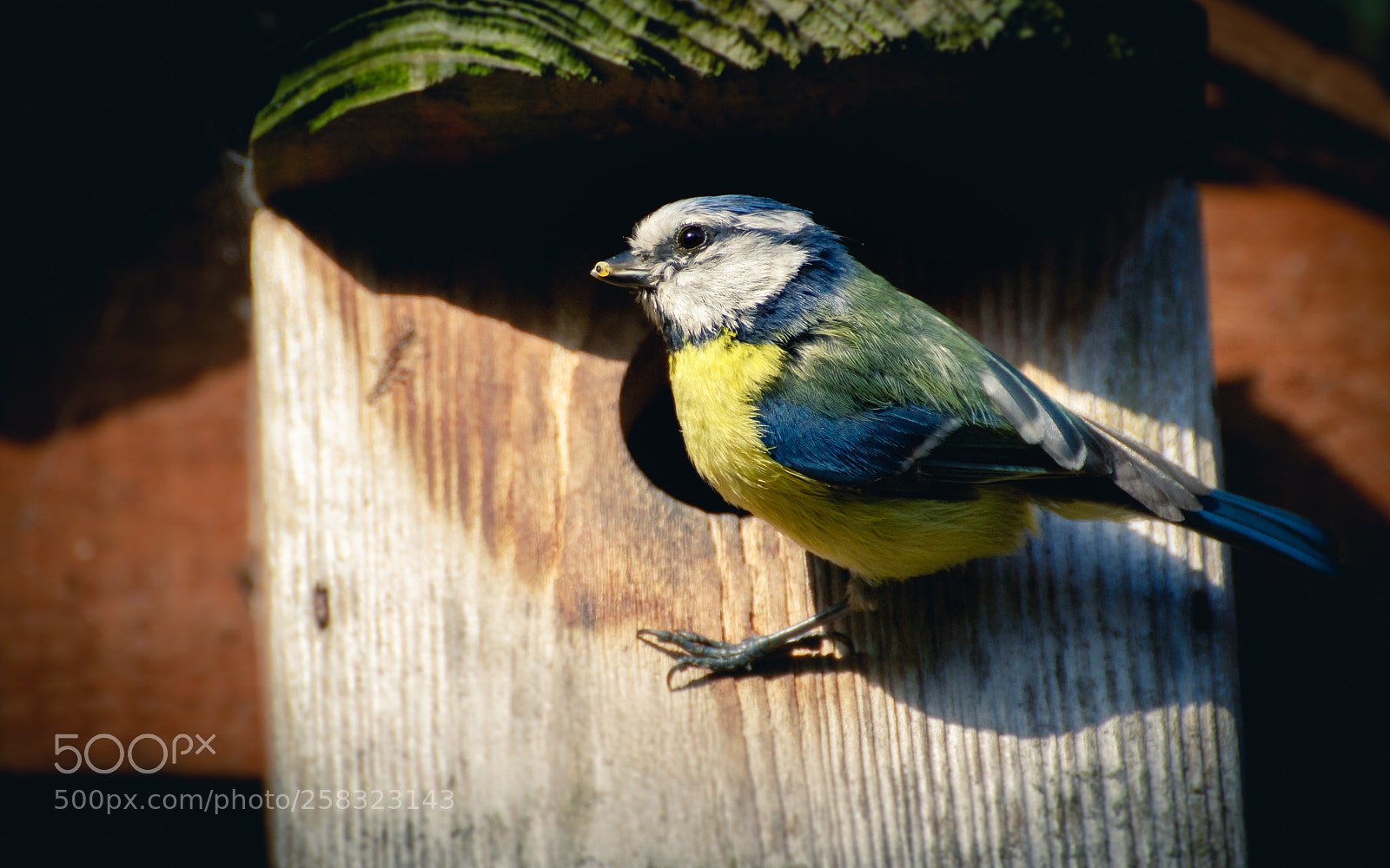 Canon EOS 7D sample photo. Not much meat on photography