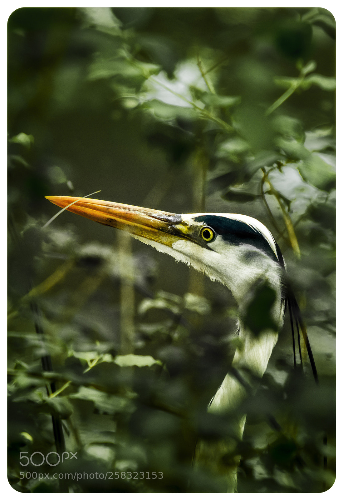 Nikon D7200 sample photo. The grey heron. photography