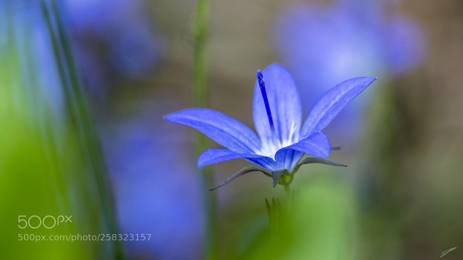 Nikon D5500 sample photo. *** flowers *** photography