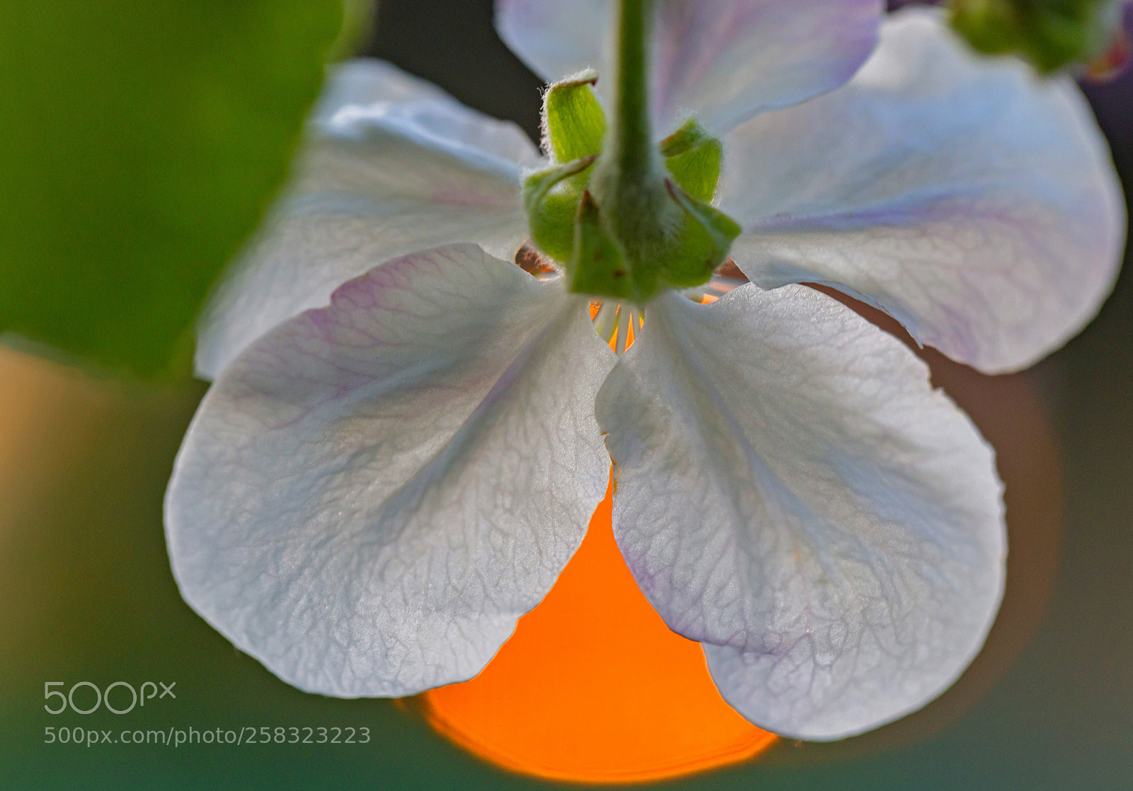 Canon EOS 6D sample photo. The sun was drowning photography