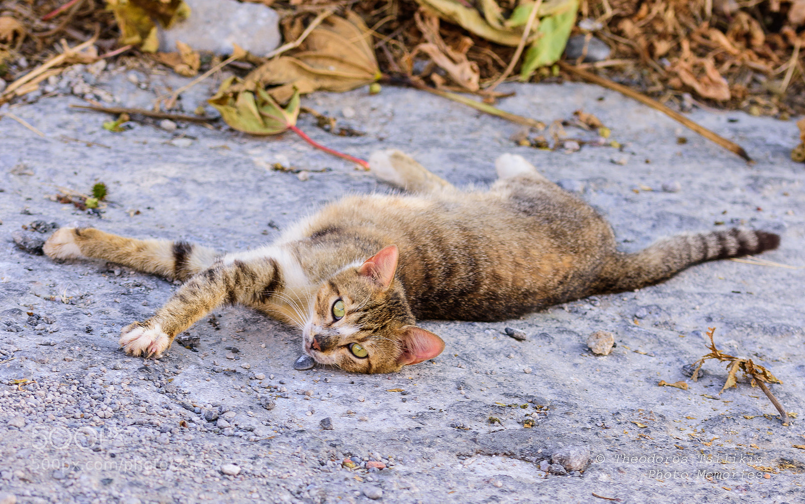Nikon D7200 sample photo. Lazy cat photography