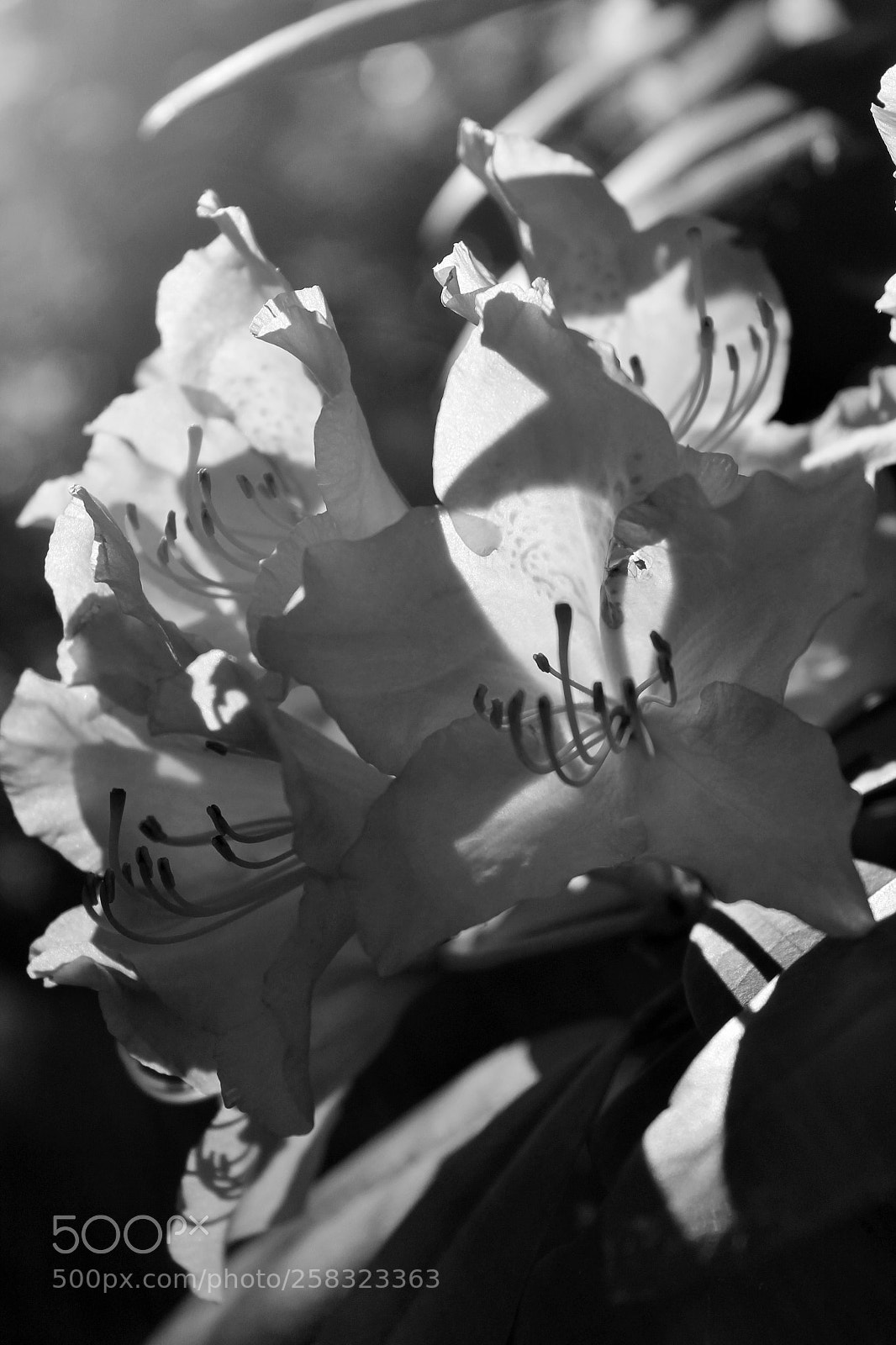 Canon EOS 1100D (EOS Rebel T3 / EOS Kiss X50) sample photo. Flowers b&w photography