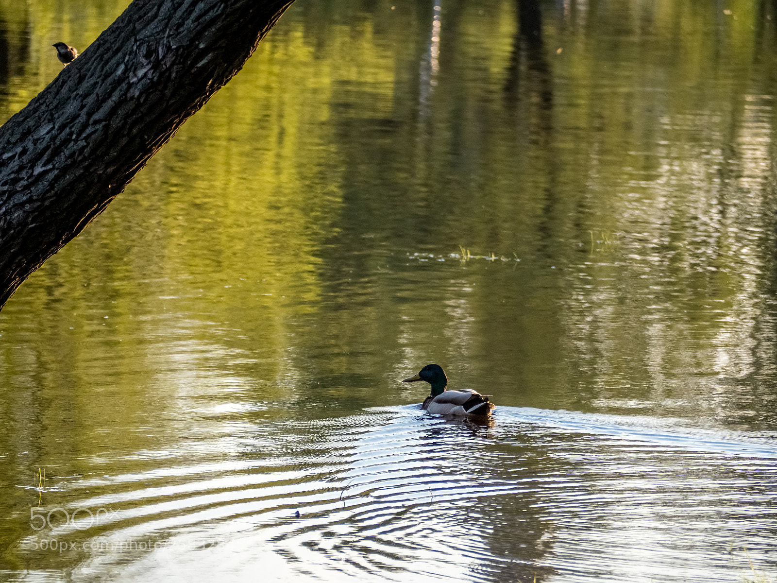 Olympus OM-D E-M5 II sample photo. Two birds photography