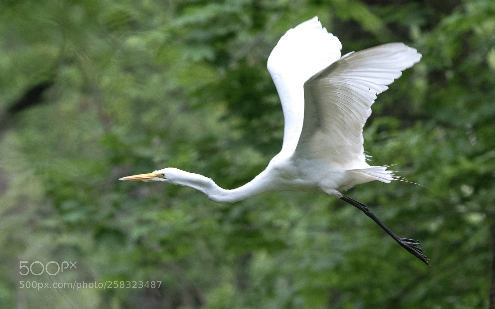 Nikon D500 sample photo. Bob photography