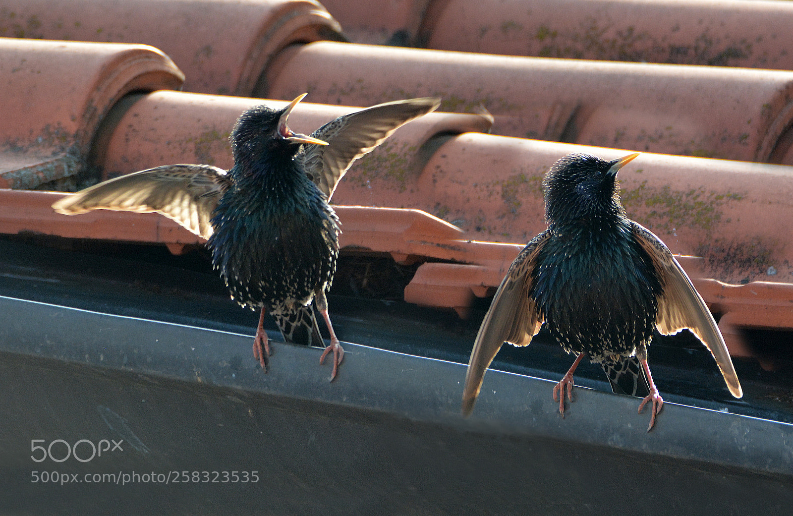Nikon D7100 sample photo. Starlings photography