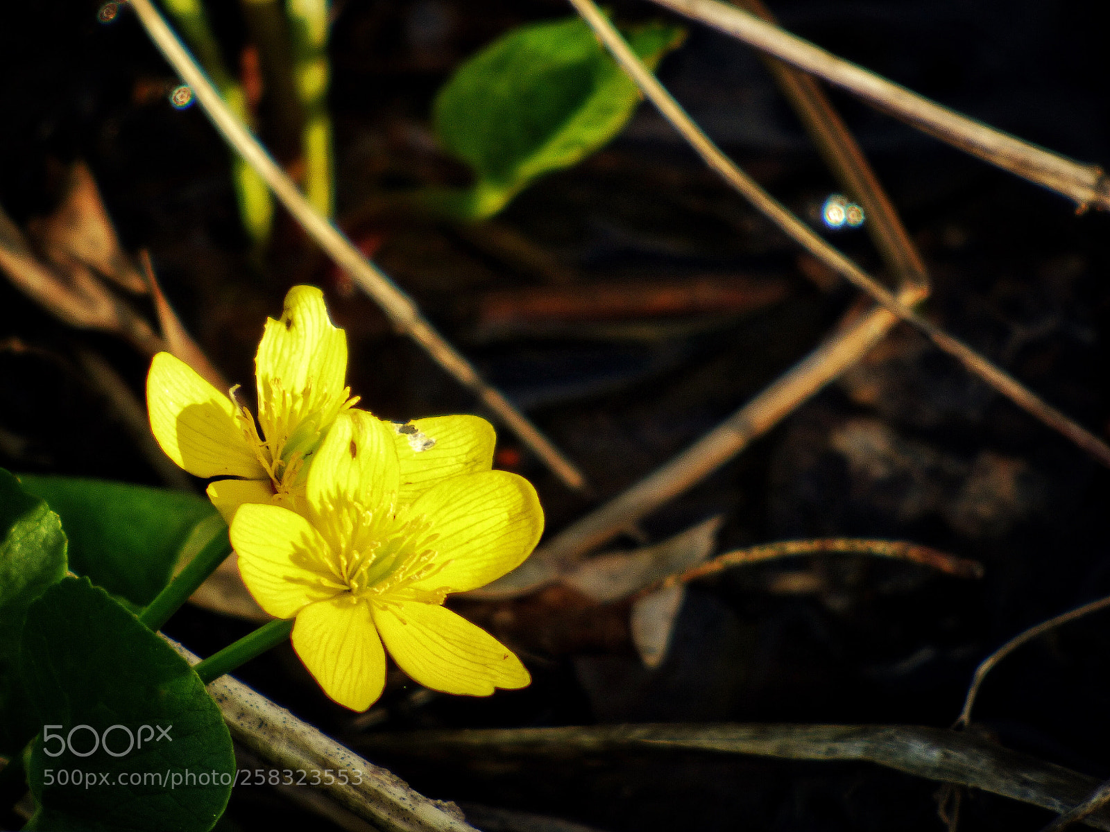 Panasonic Lumix DMC-FZ70 sample photo. Marsh marigold photography