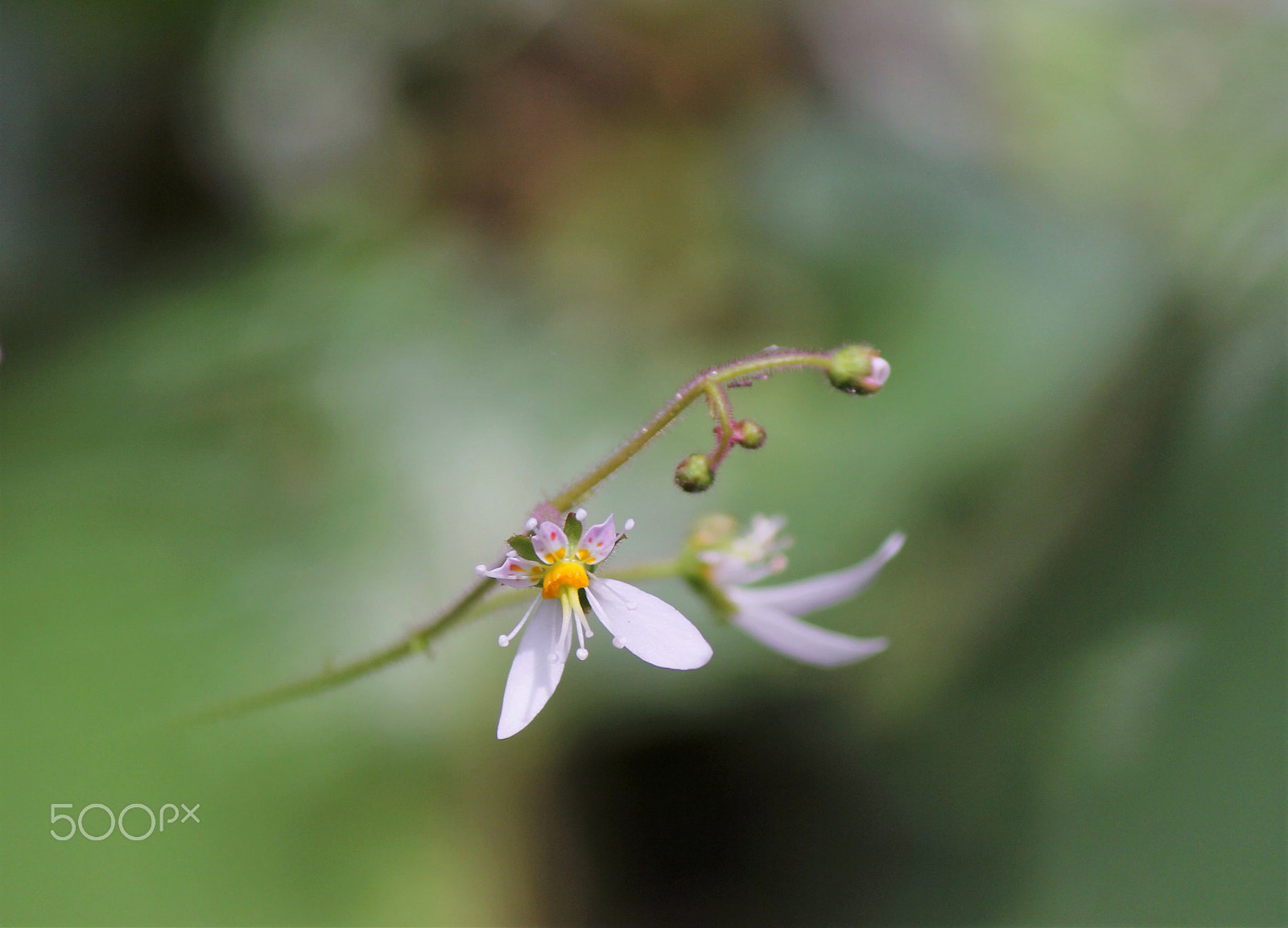 Canon EF-S 55-250mm F4-5.6 IS II sample photo. In the dream photography