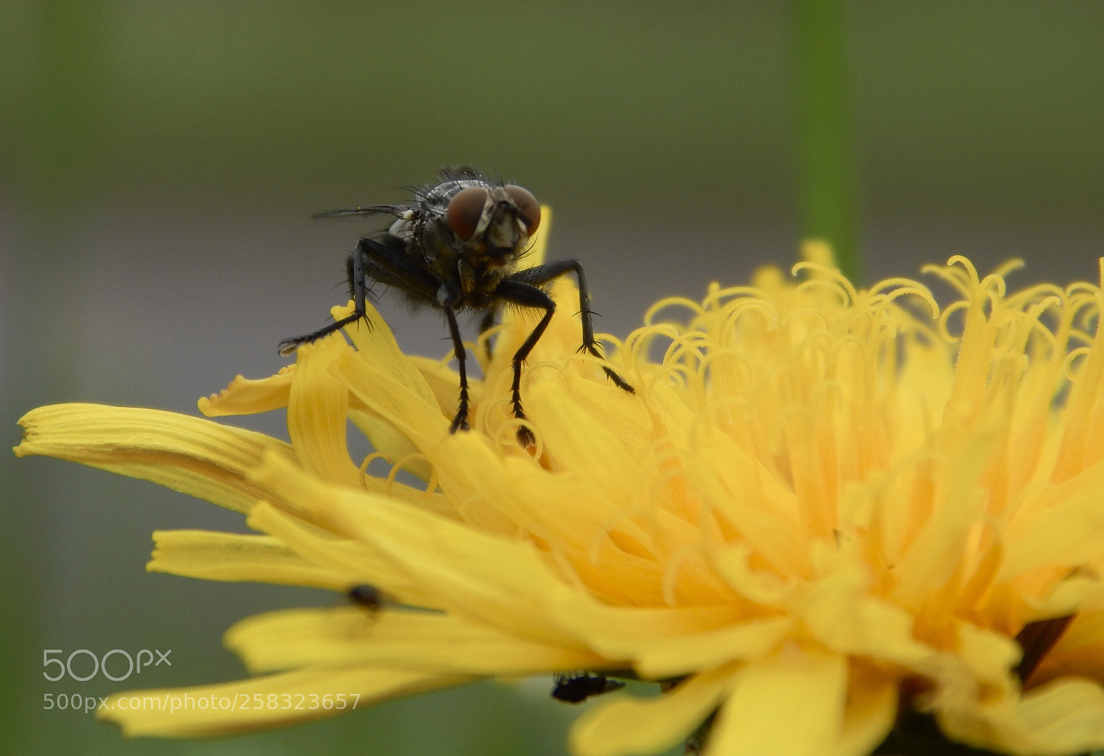 Nikon Coolpix L820 sample photo. Fly on a dandelion photography